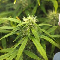 5-16-22-woody-harrelson-opens-west-hollywood-dispensary_002-1024x480